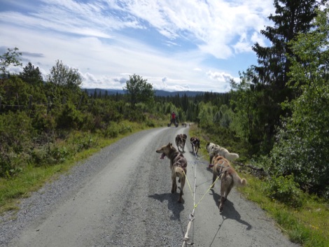 Husky cart safari